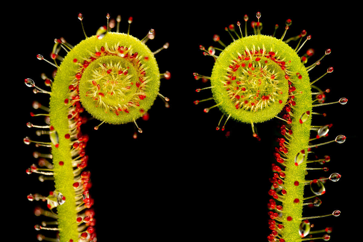 Plantes carnivores drosera