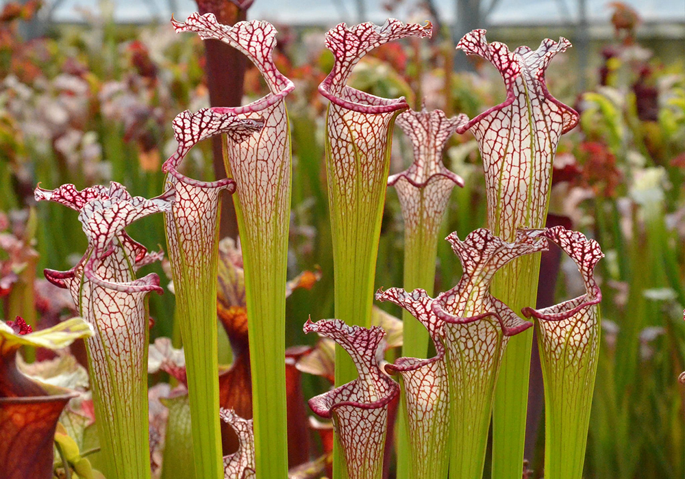 Fleurs de sarracénies