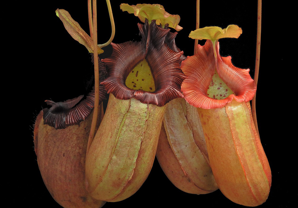 Le népenthès, plante carnivore Le népenthès, plante carnivore