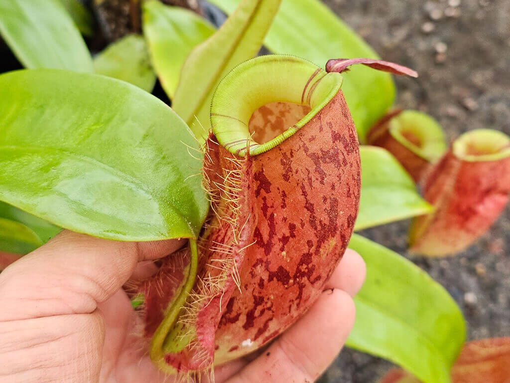 Népenthès : guide complet sur cette plante carnivore