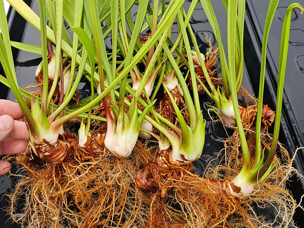 Conditionnement des plantes